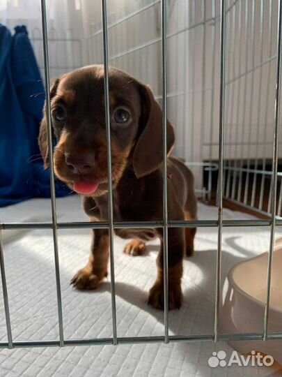 Щенок таксы девочка