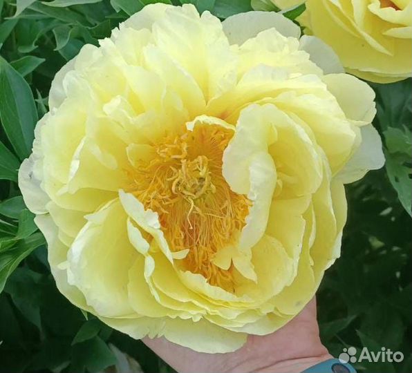 Продаю сортовые пионы