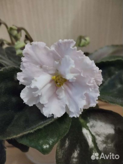 Фиалка в горшке