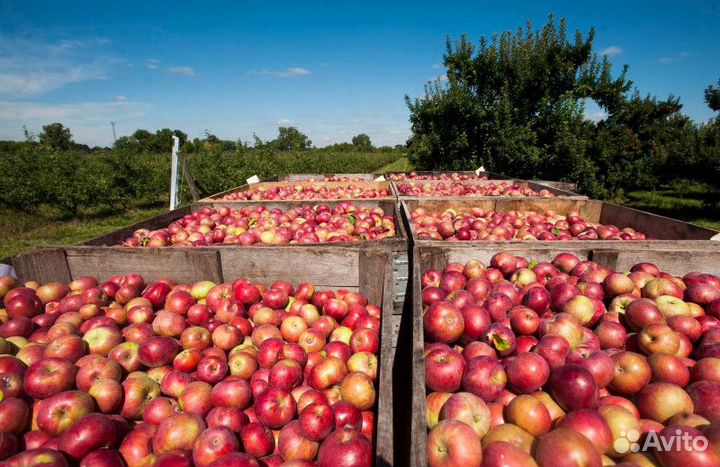 Работа вахтой.Сбор яблок