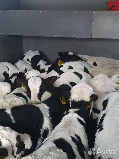 Бычки и телята