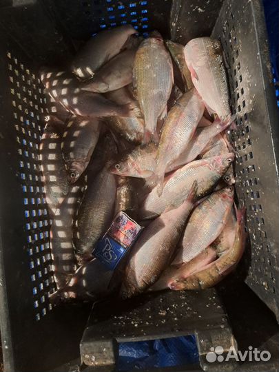 Рыба свежая пелядь