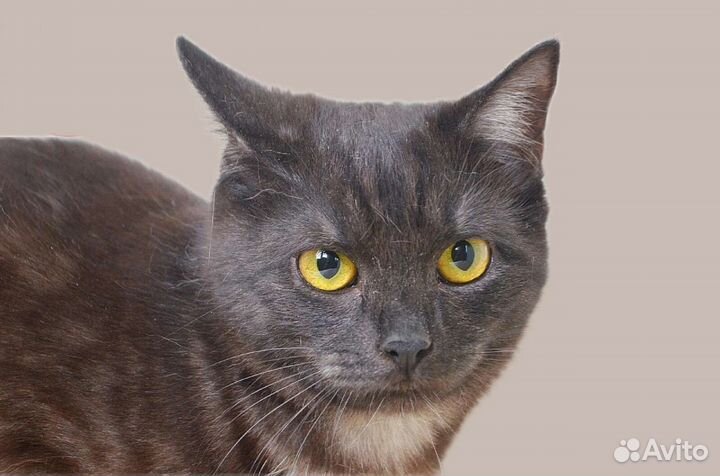 Кошечка в добрые руки