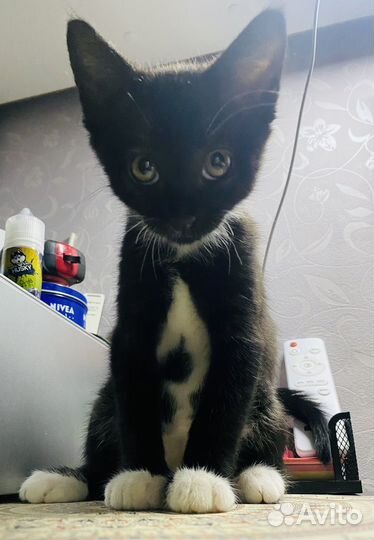Кошка