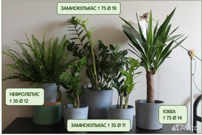 Юкка большая слоновая