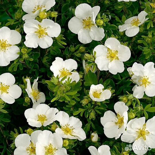 Лапчатка кустарниковая