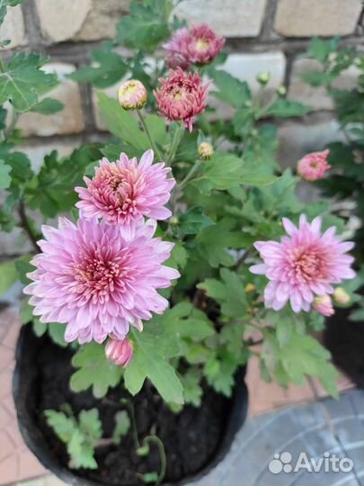 Хризантема