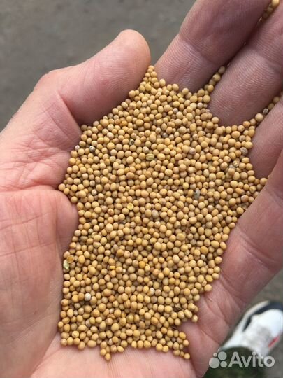 Семена горчицы белой сорт Рапсодия рс1