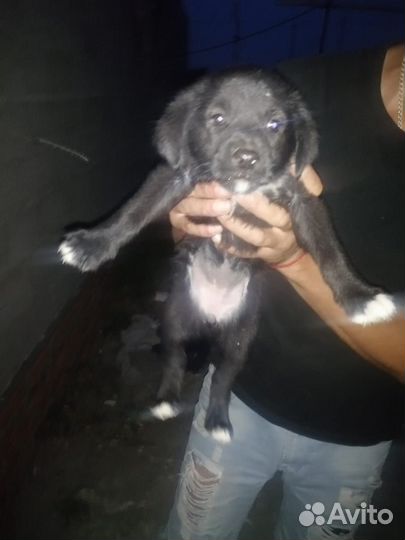 Щенки в добрык руки