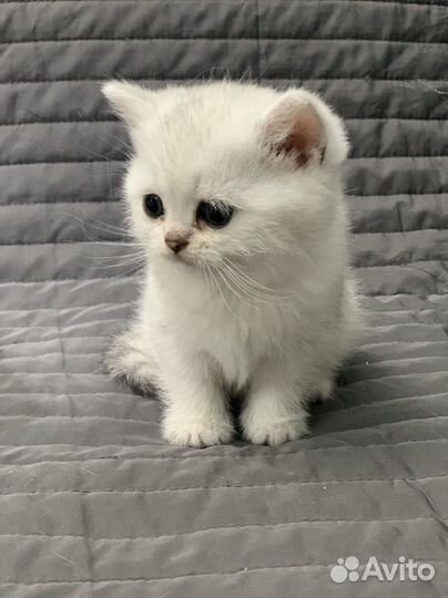 Белый кш британский котенок