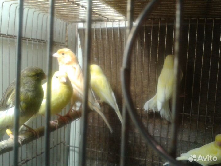 Кенарь и канарейки