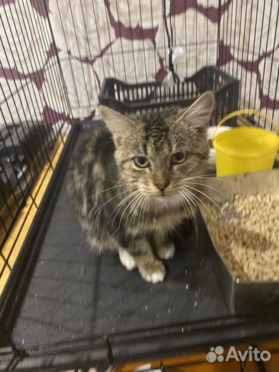 Котик Амурчик