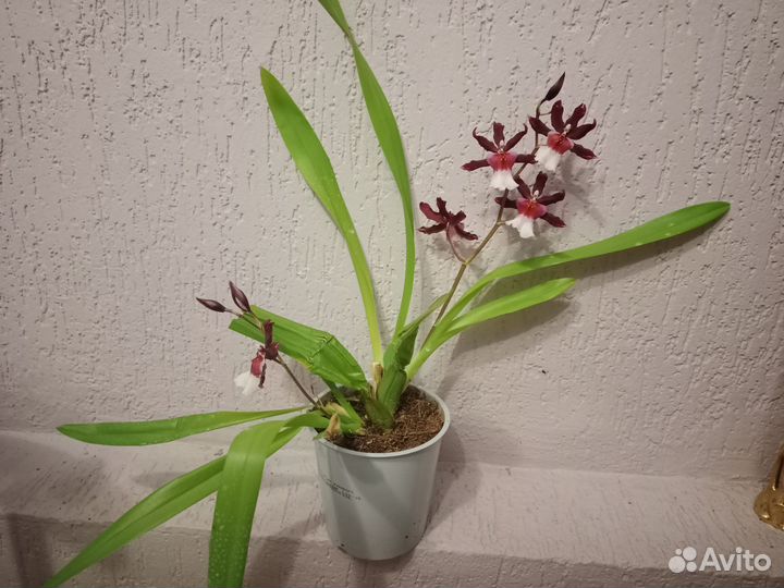 Орхидея Камбрия цветущая домашняя