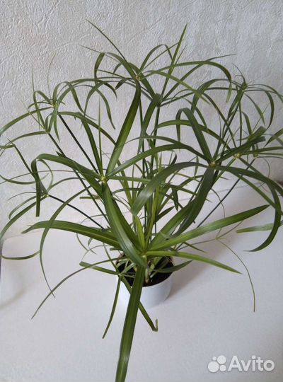 Фиалочка, Бегония, Циперус, Сингониум