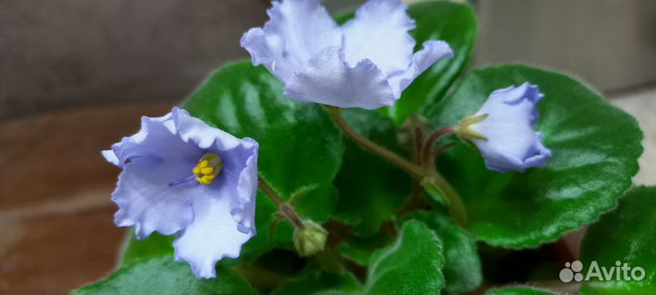 Фиалка в горшках