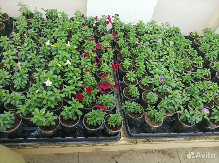 Черенки калибрахоа