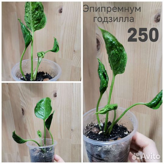 Сциндапсус/эпипремнум