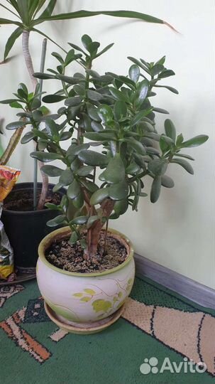 Спатифиллум