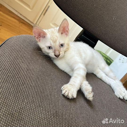 Бенгальская