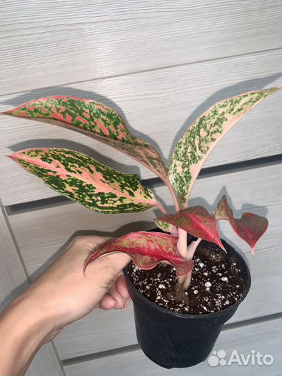 Аглаонема бидадари, престиж, дарк стар