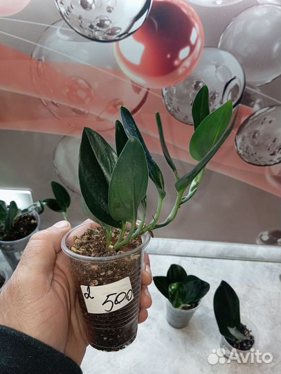 Сциндапсус дарк форм