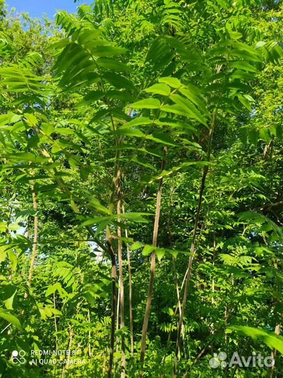 Саженцы сумах(оленьи рожки)