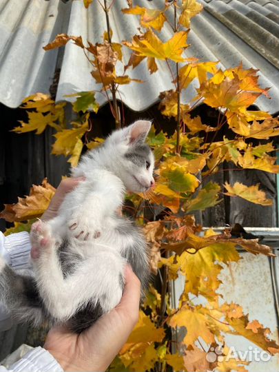 Котенок типичный