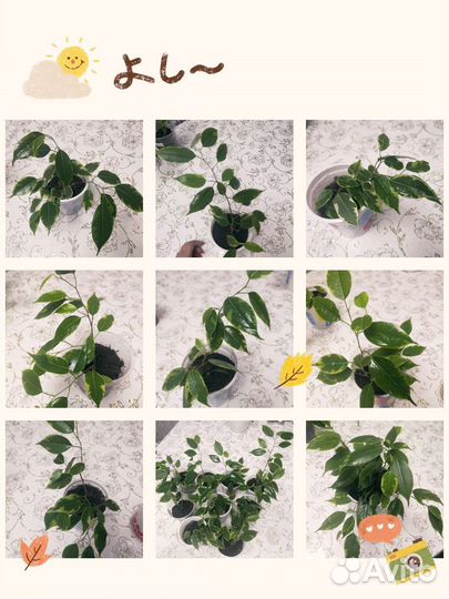 Фикус Бенджамина