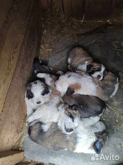 Щенки московская сторожевая Карымское