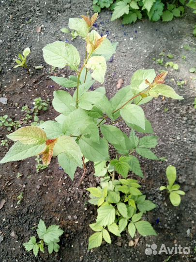 Саженцы слива