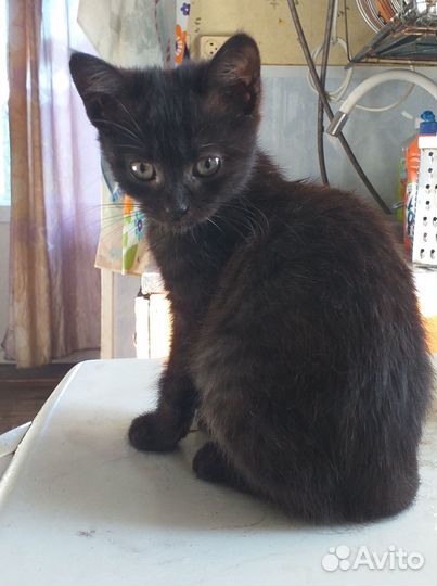 Котята в добрые руки даром