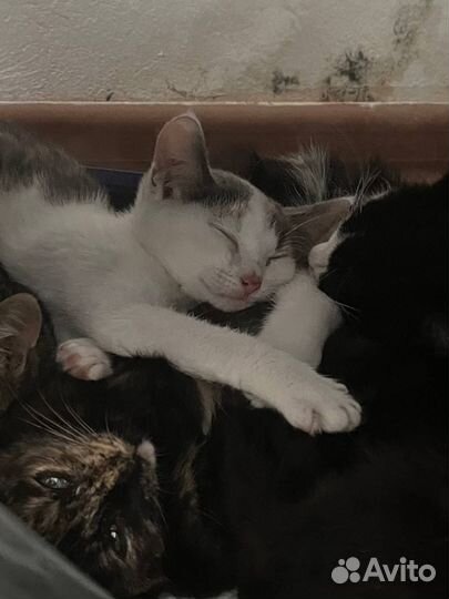 Котята в добрые руки