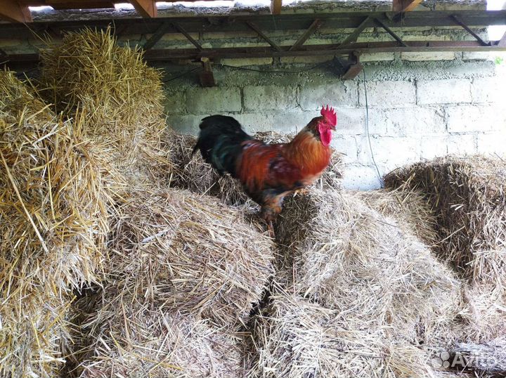 Домашние петухи