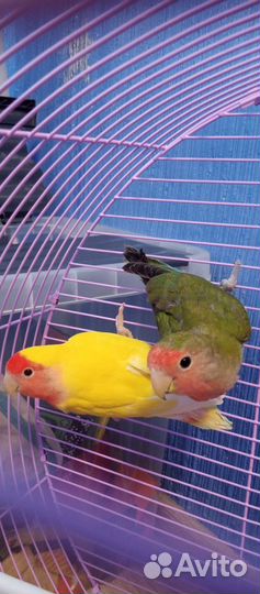 Попугаи Неразлучники