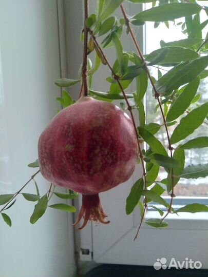 Саженцы комнатного граната