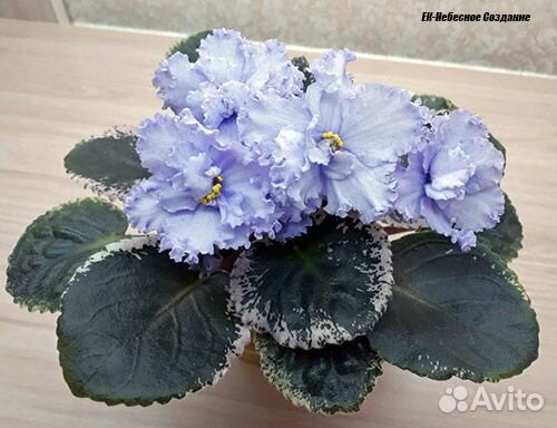 Фиалки-4 (листья на срез)