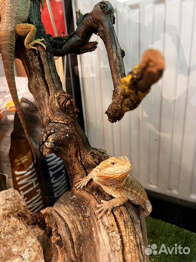 Бородатая агама