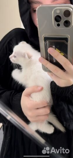 Котенок девочка в добрые руки
