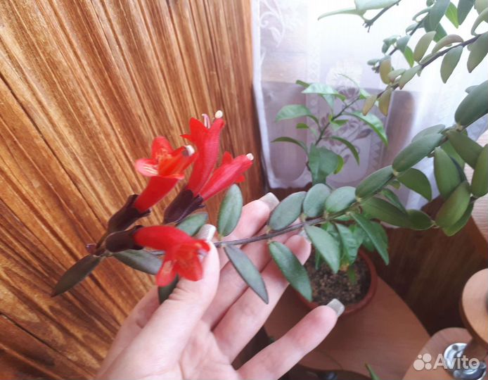 Эсхинантус, эписция, колерия красная и желтая