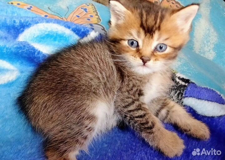 Котята британской шиншиллы