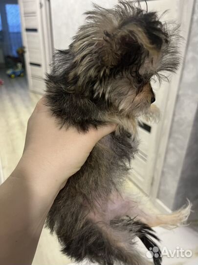 Йоркширский терьер