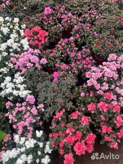 Каланхое, Примула, фуксии, азалия, цинерария