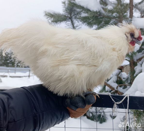 Продам петушков