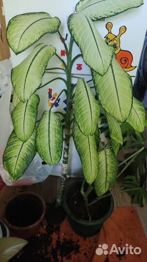 Дефинбахия