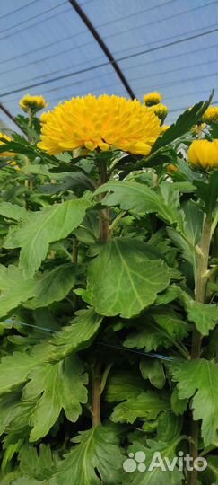 Хризантема