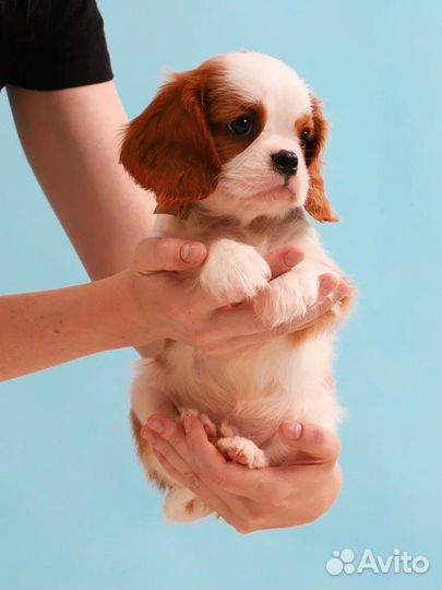 Кинг чарльз спаниель