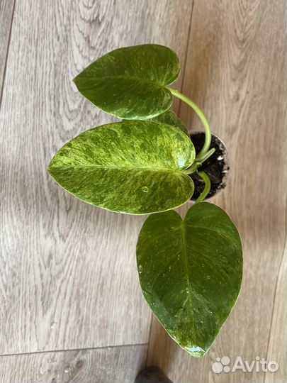 Филодендрон гигантум вариегатный, отличный вар)
