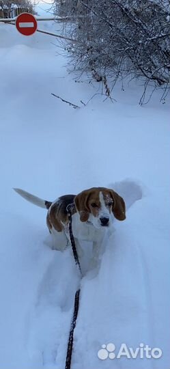 Собака Бигль