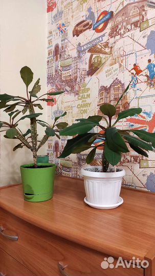 Продам цветок молочай беложилковый