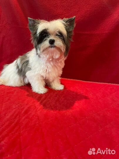 Йоркширский терьер щенки цветные окрасы